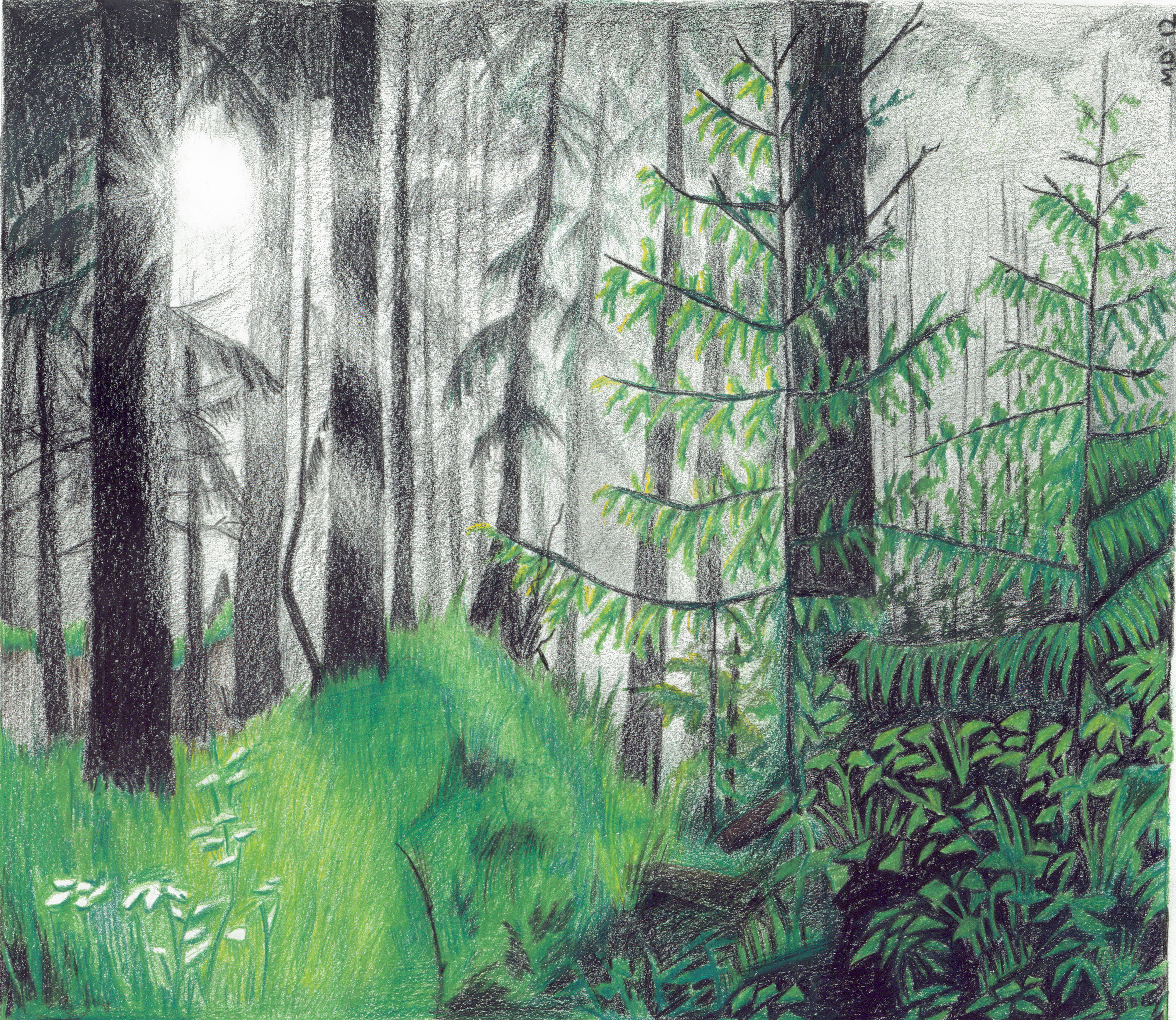 Лес карандашом легко. Лес карандашом. Лес иллюстрация. Рисунок леса. Лес цветными карандашами.